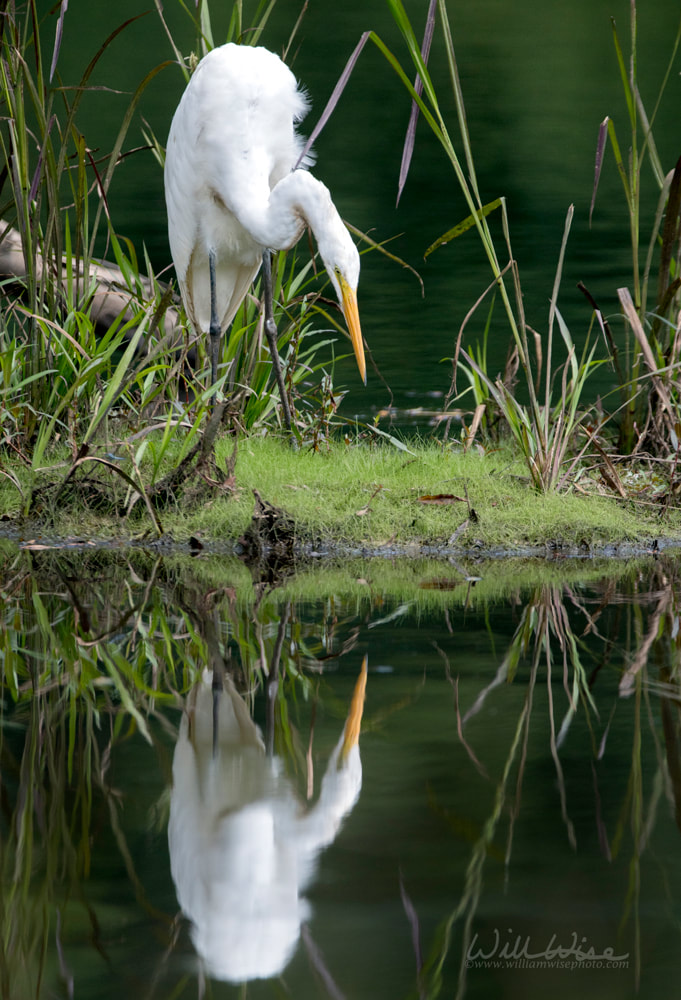 Great Egret swamp bird reflecting in water Picture