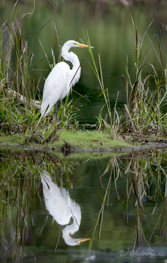Great Egret swamp bird reflecting in water Picture