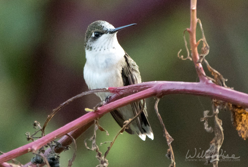 Ruby Throated Hummingbird perched on pokeweed, Georgia USA Picture