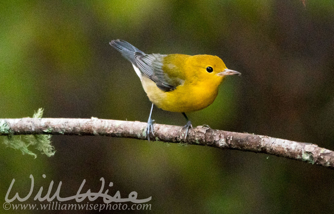Prothonotary Warbler Picture