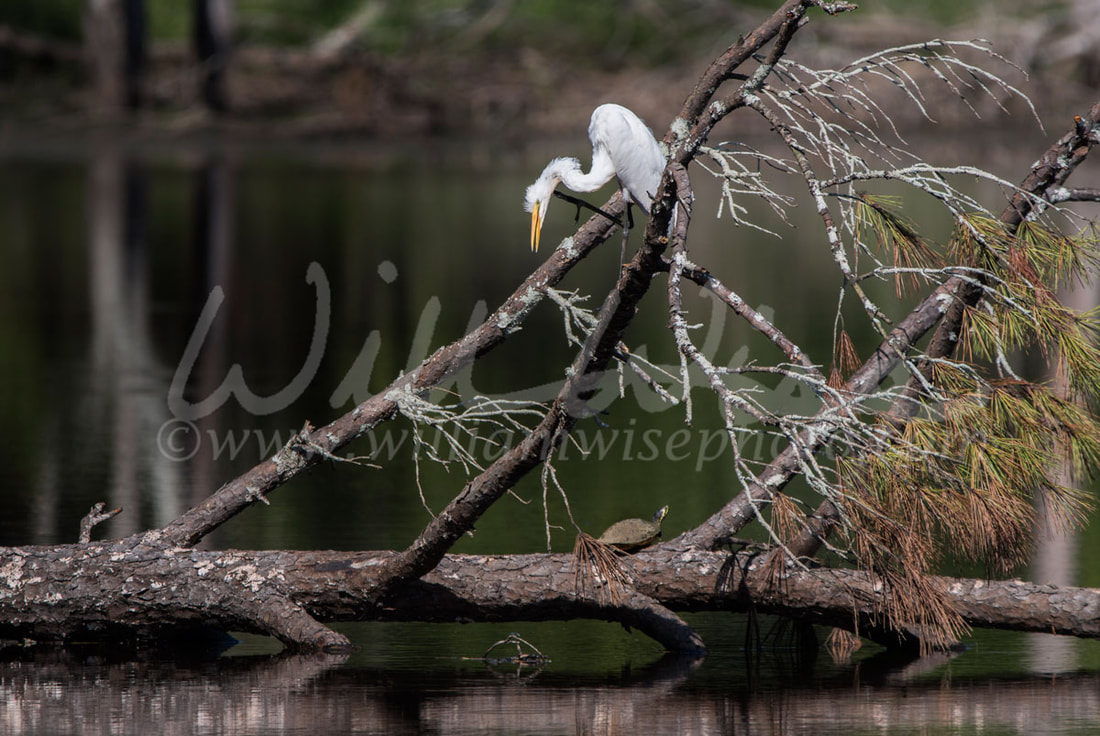 Great Egret heron and turtle in swamp habitat, Georgia USA Picture