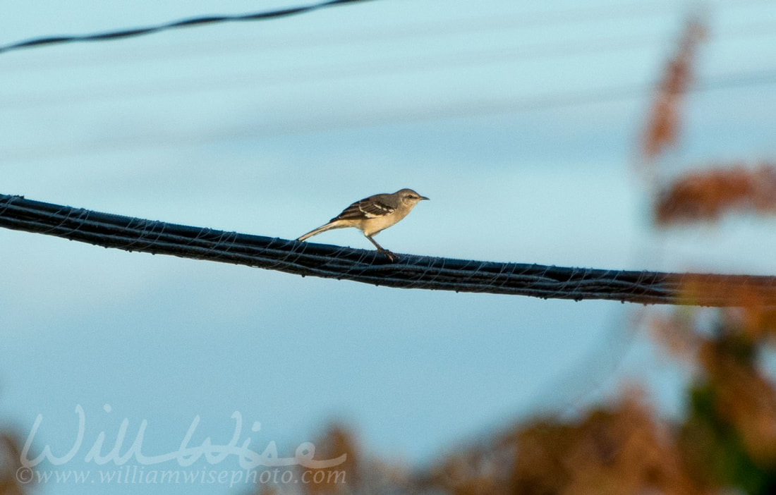 Northern Mockingbird Picture
