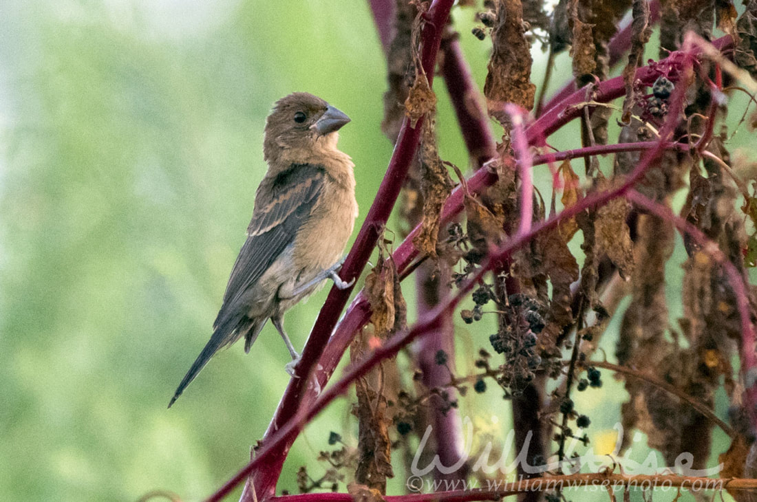 Blue Grosbeak Picture