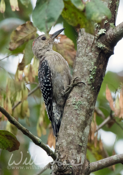 Juvenile Red Bellied Woodpecker
