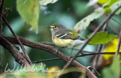 White Eyed Vireo