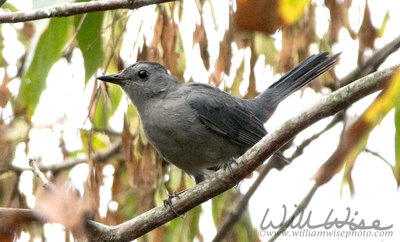 Gray Catbird