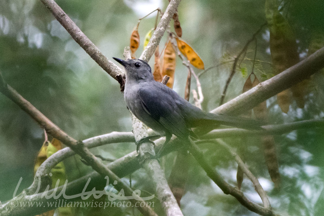 Gray Catbird Picture