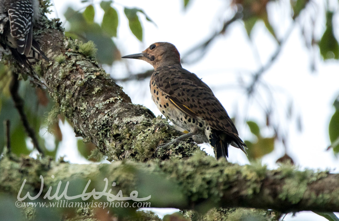 Northern Flicker Picture