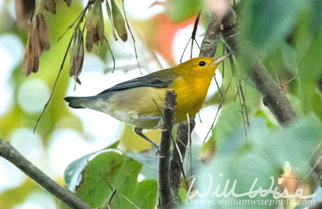 Prothonotary Warbler Picture