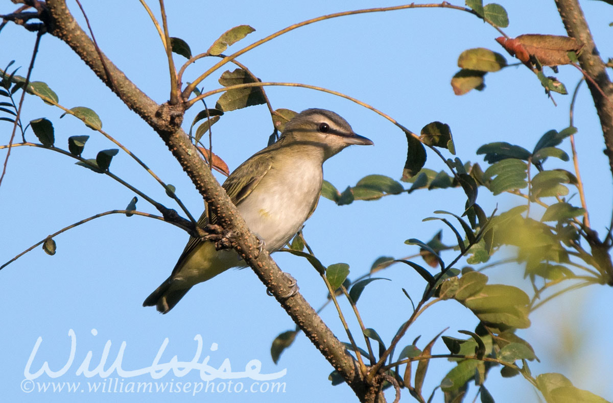 Red Eyed Vireo Picture