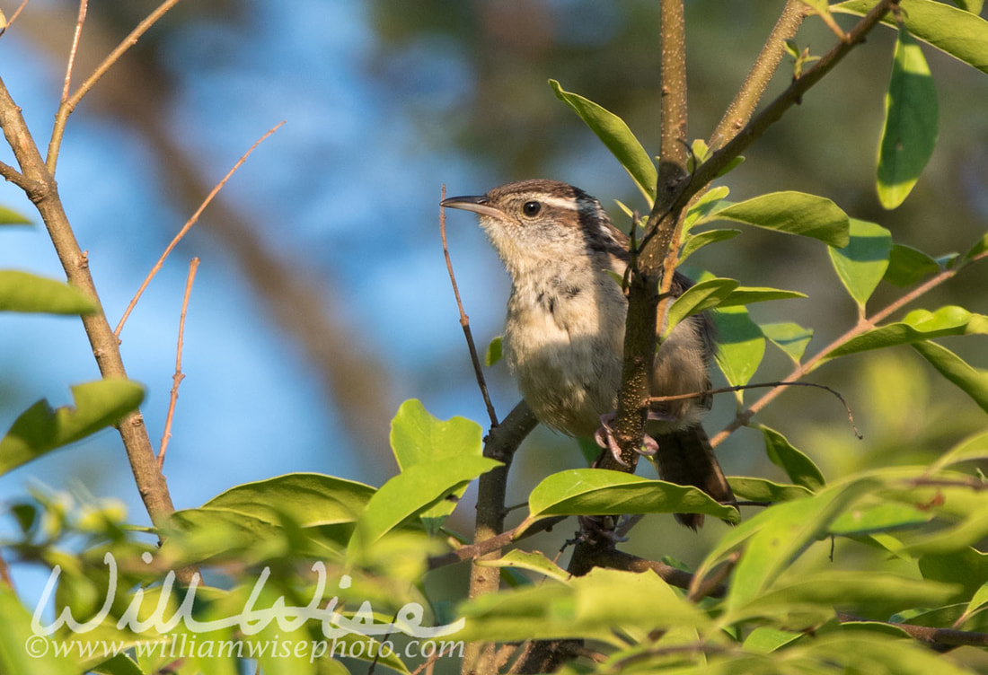 Carolina Wren Picture