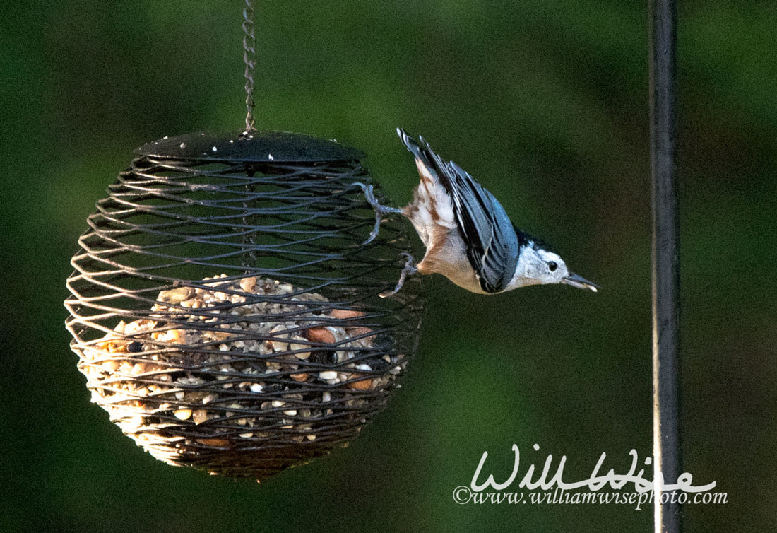 White Breasted Nuthatch Picture
