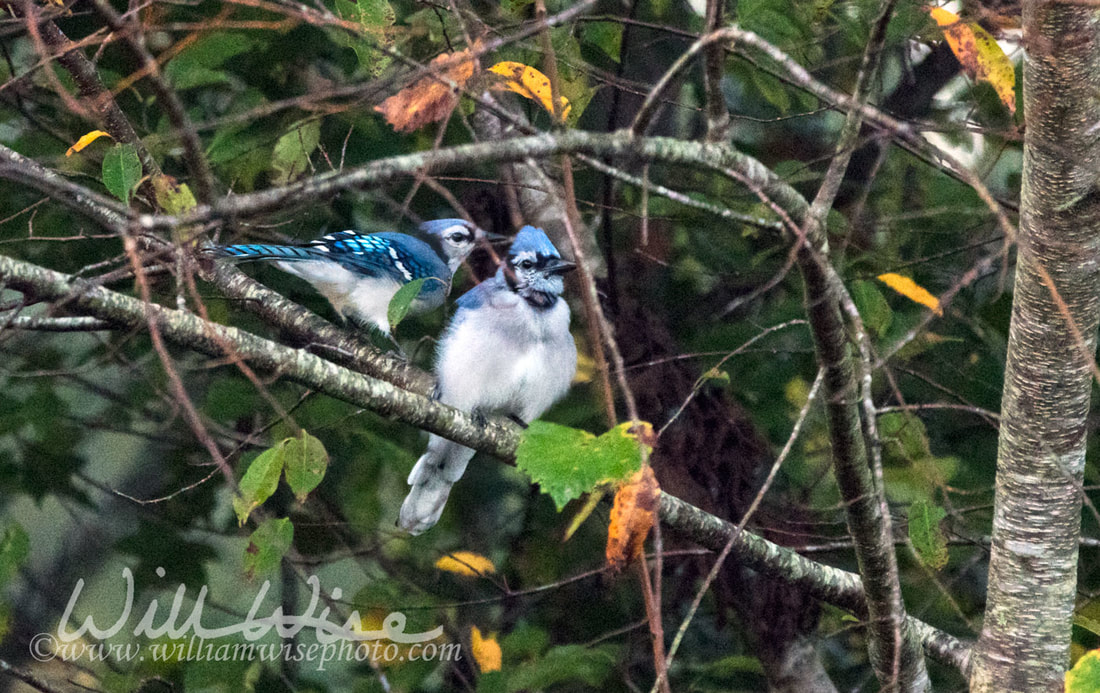 Blue Jay Picture