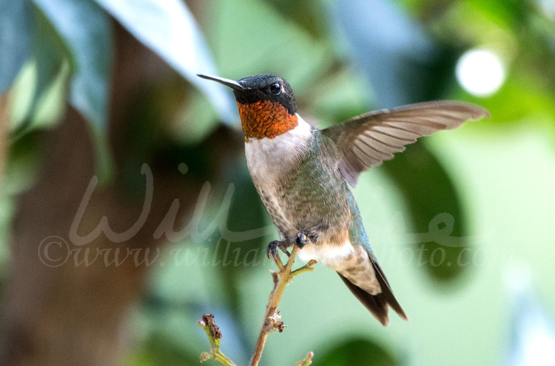 Ruby Throated Hummingbird Picture