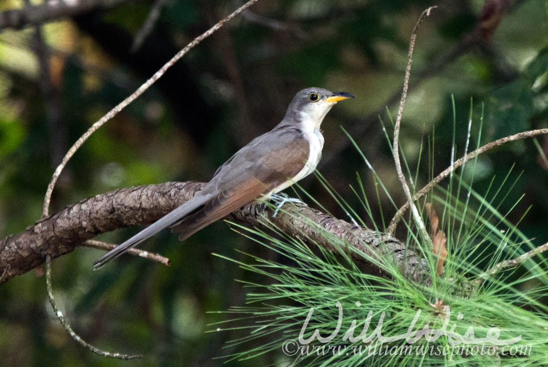 Yellow Billed Cuckoo Picture