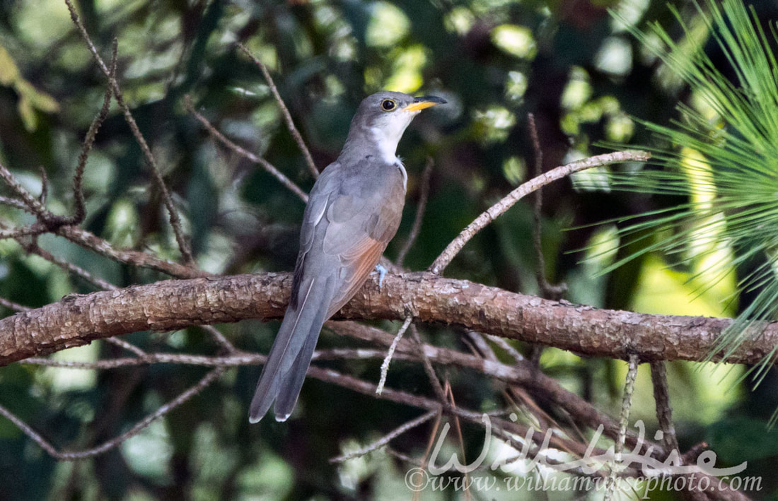 Yellow Billed Cuckoo Picture