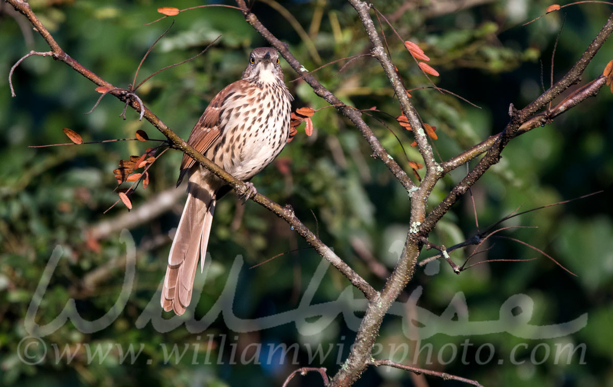 Brown Thrasher Picture