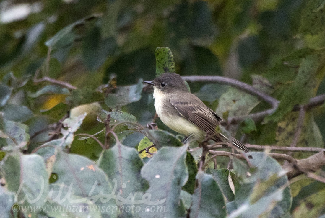 Eastern Phoebe Picture