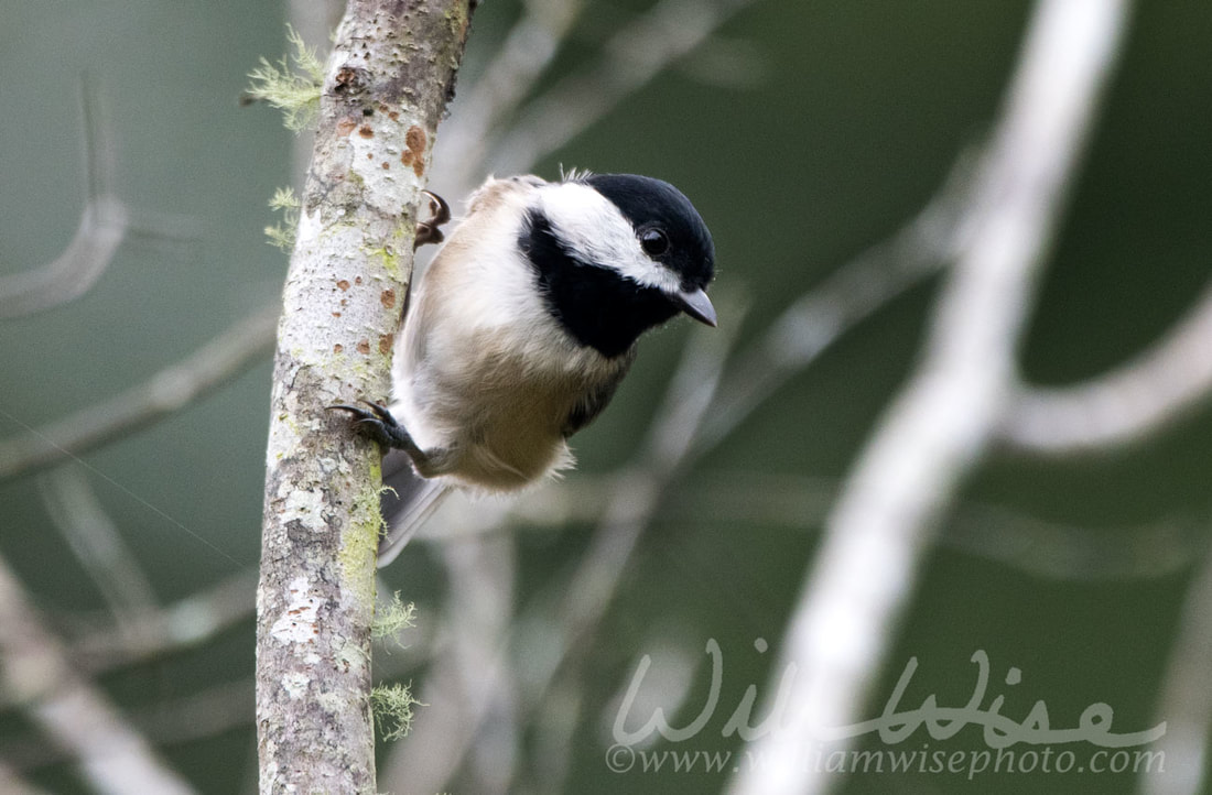 Carolina Chickadee Picture