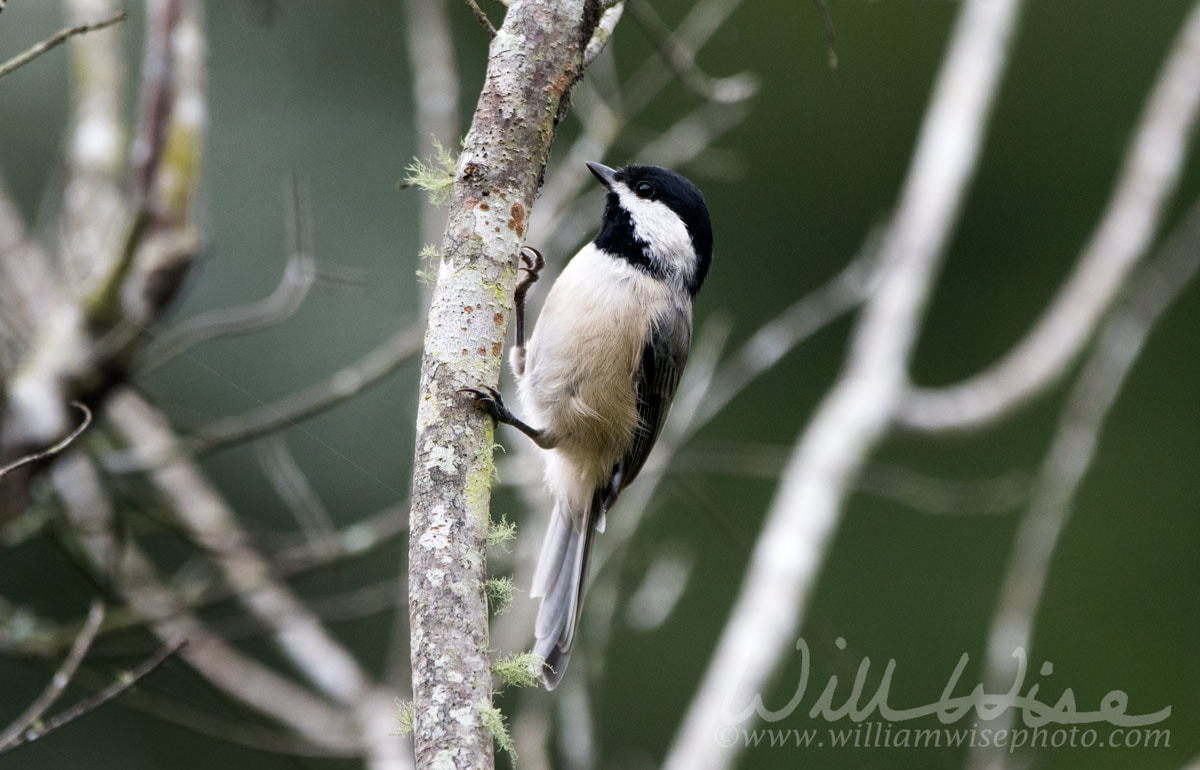 Carolina Chickadee Picture