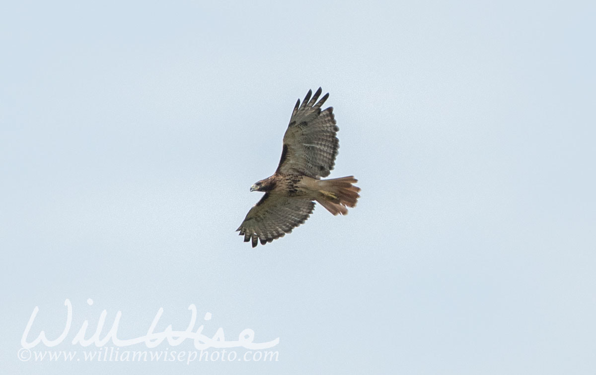 Red Tailed Hawk Picture