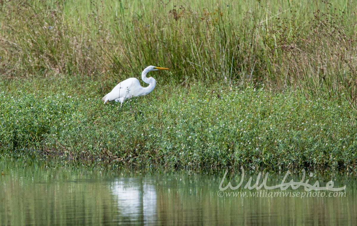 Great Egret Picture
