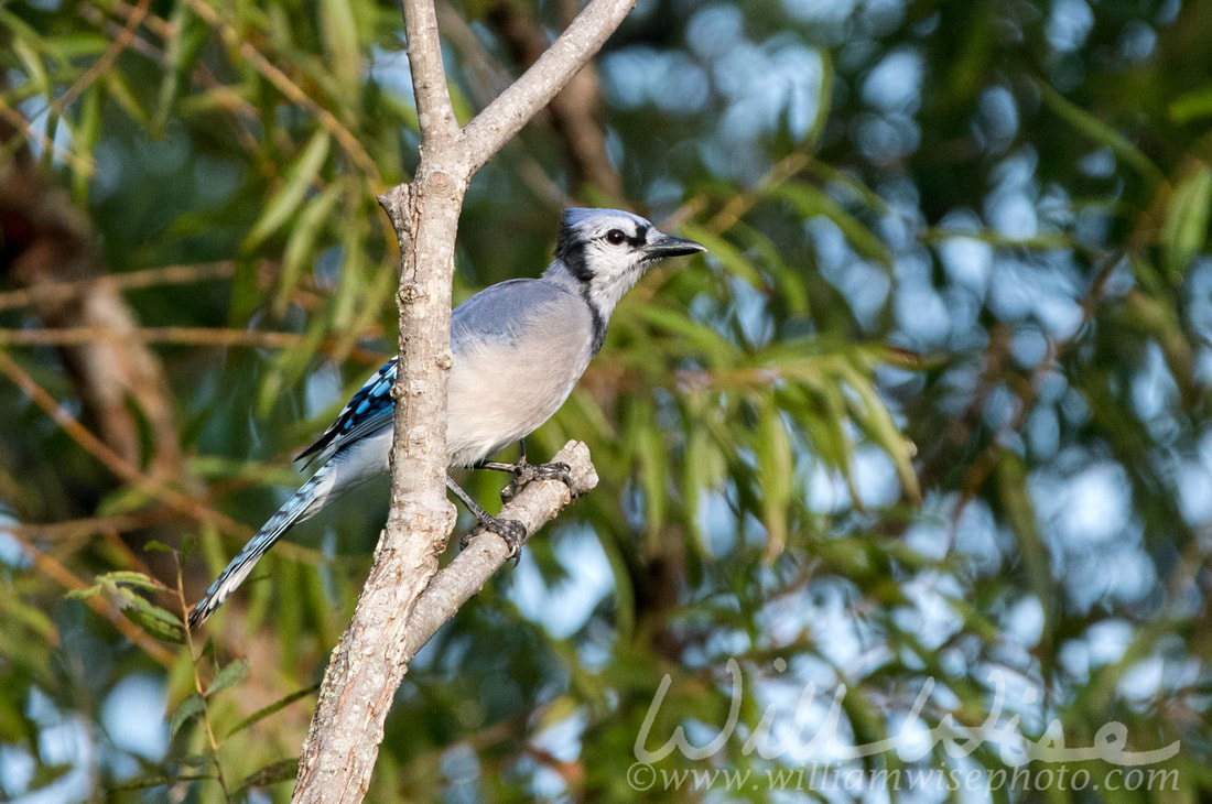 Blue Jay Picture