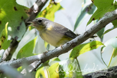 Magnolia Warbler