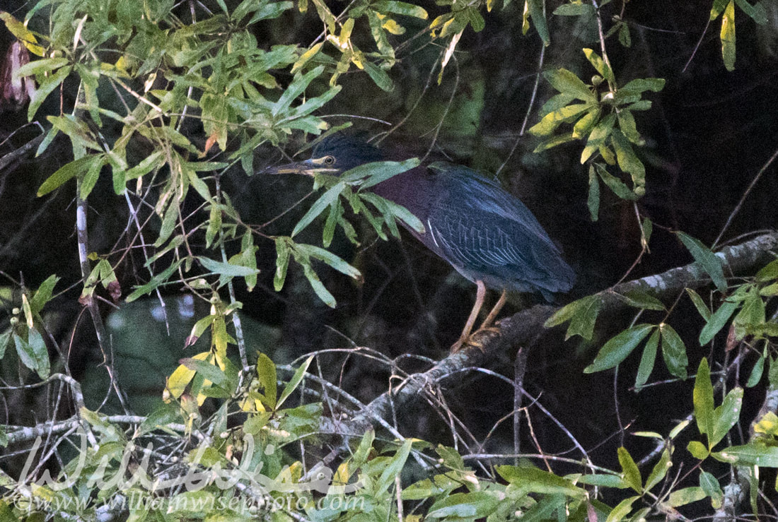 Green Heron Picture