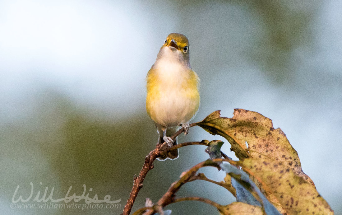 White eyed Vireo Picture