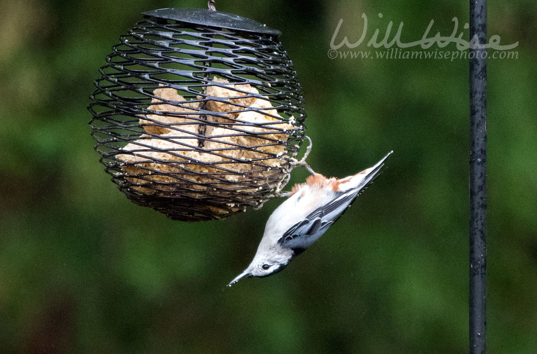 White Breasted Nuthatch Picture