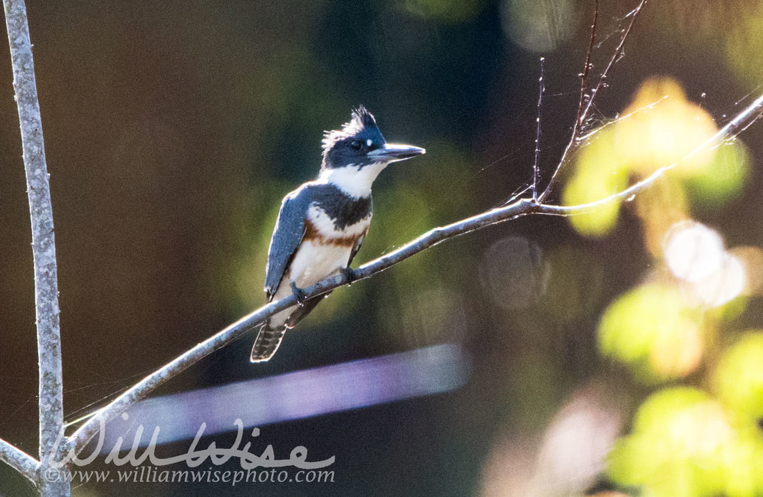 Belted Kingfisher Picture