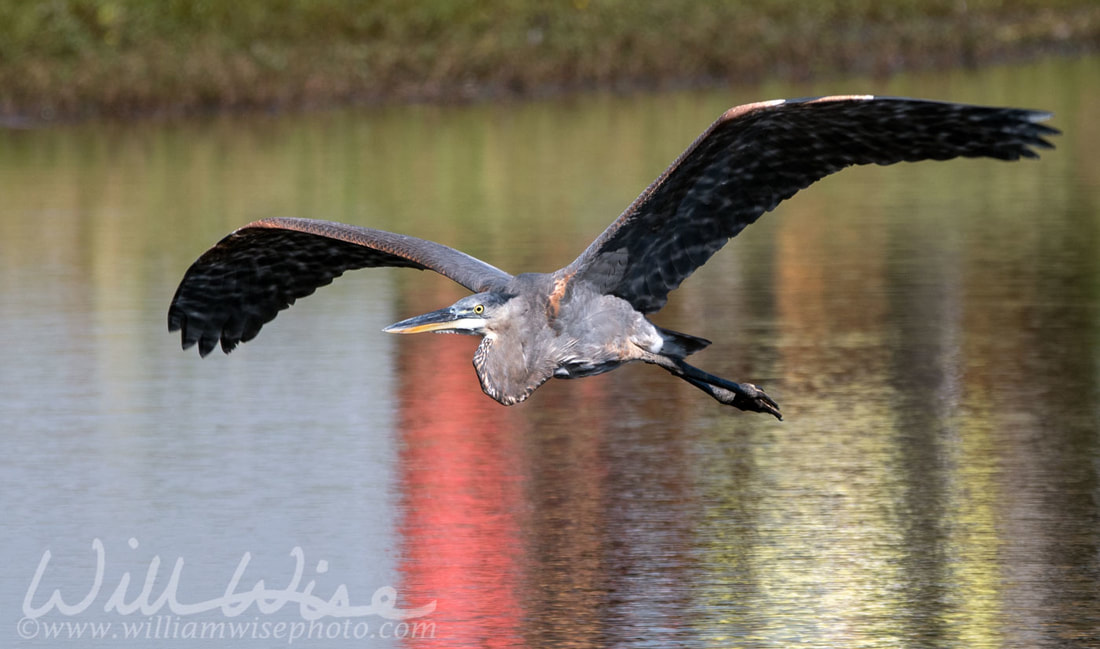 Great Blue Heron Picture