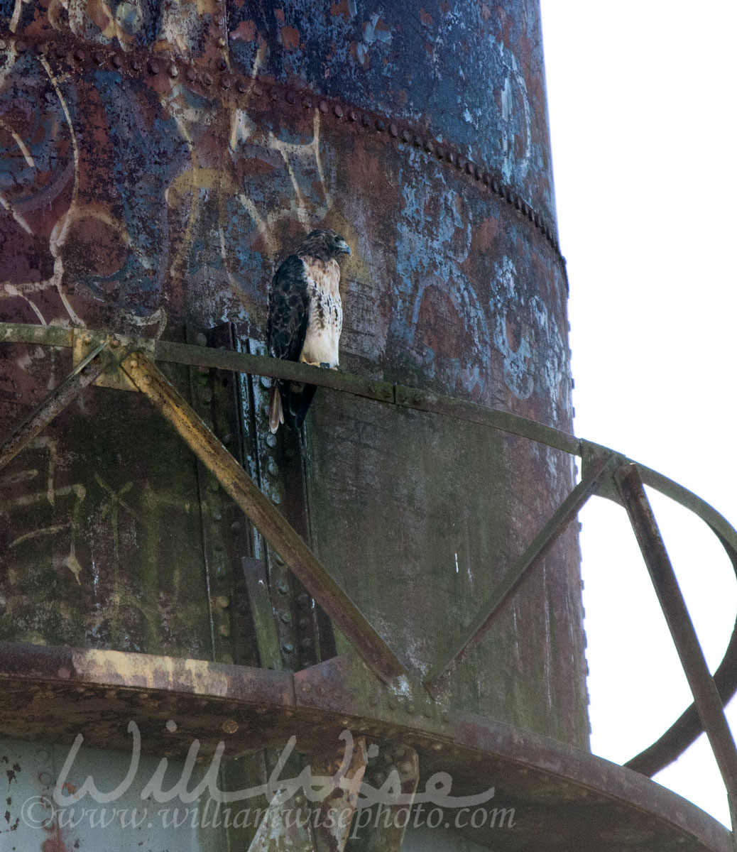 Red Tailed Hawk Picture