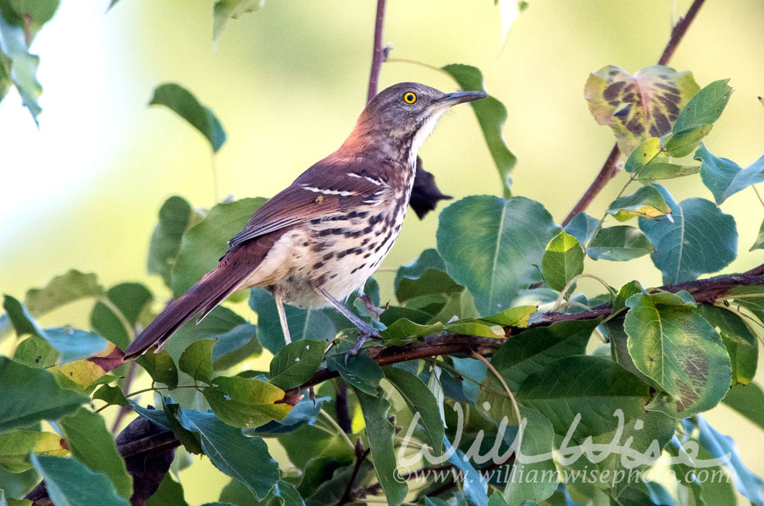 Brown Thrasher Picture