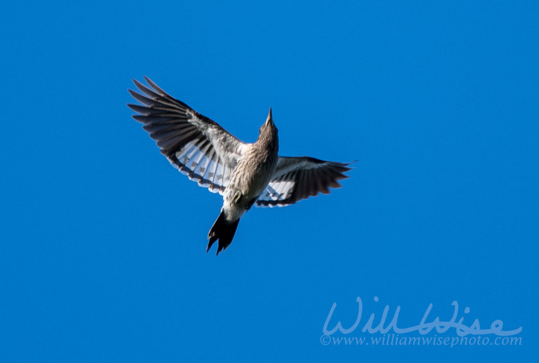 Juvenile Red Headed Woodpecker Picture