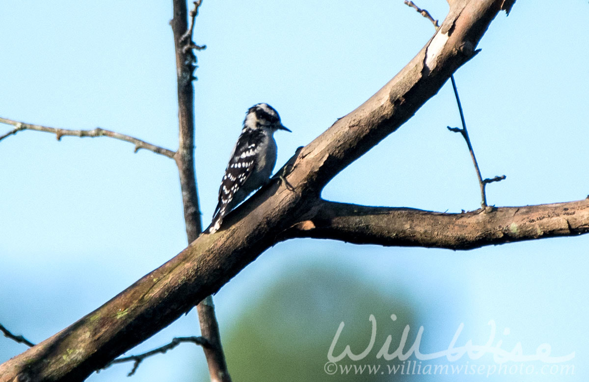 Downy Woodpecker Picture