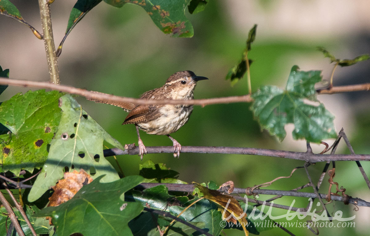 Carolina Wren Picture
