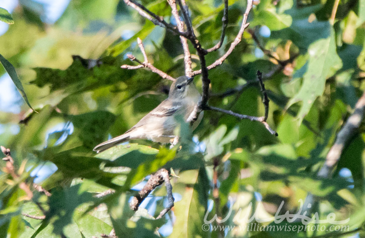 Pine Warbler Picture