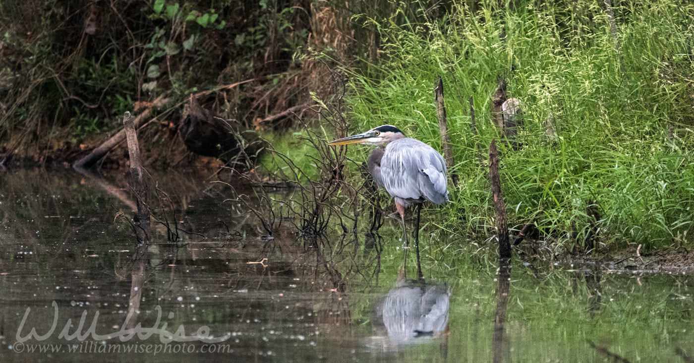 Great Blue Heron Picture