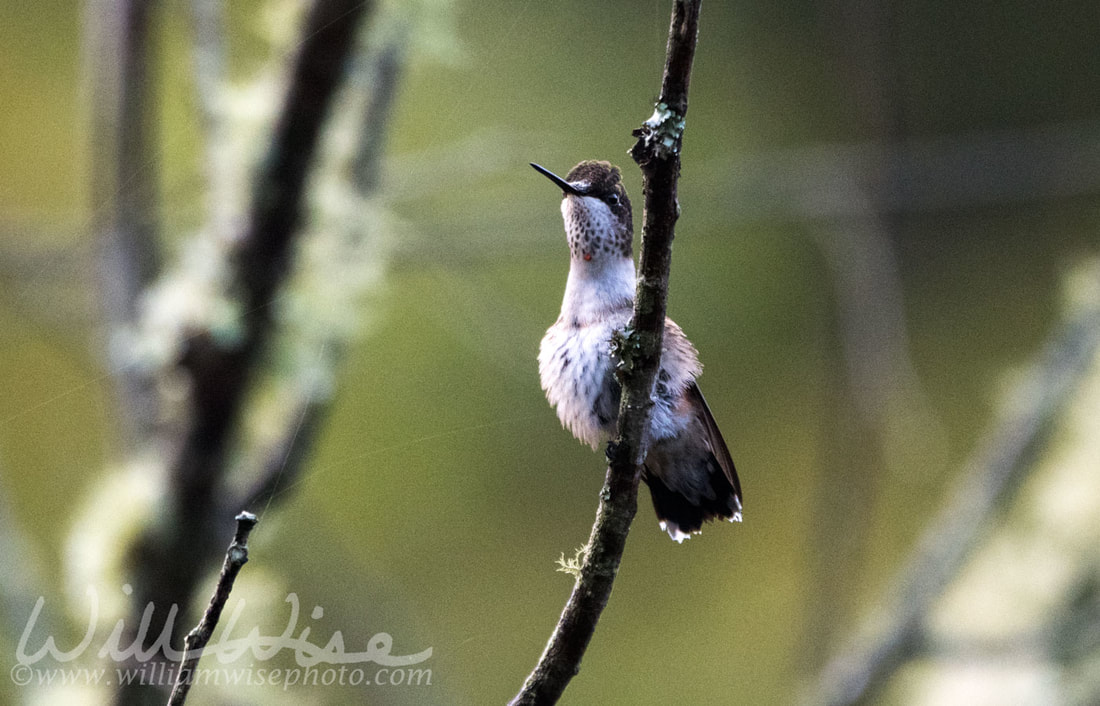 Ruby Throated Hummingbird Picture