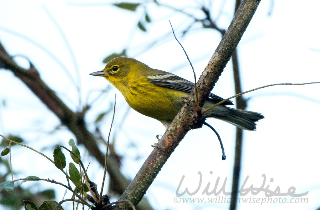 Pine Warbler Picture