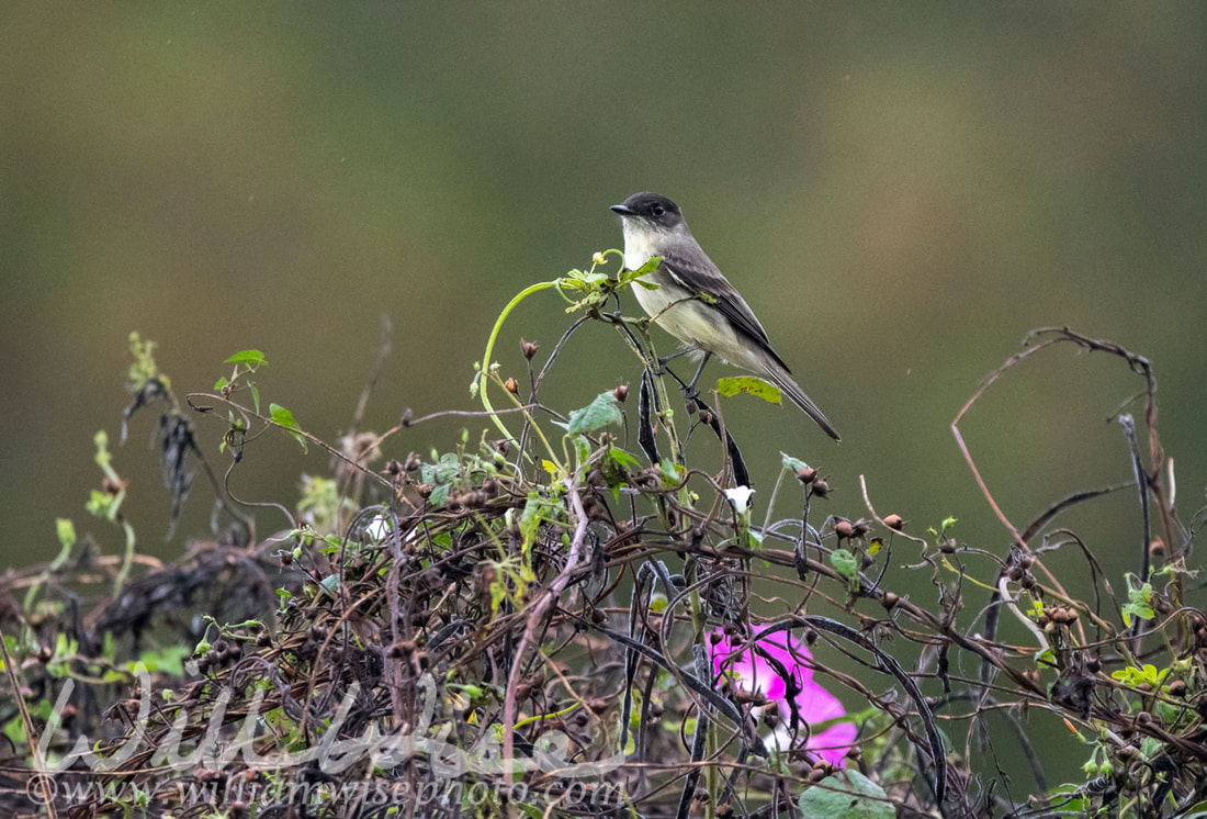 Eastern Phoebe Picture