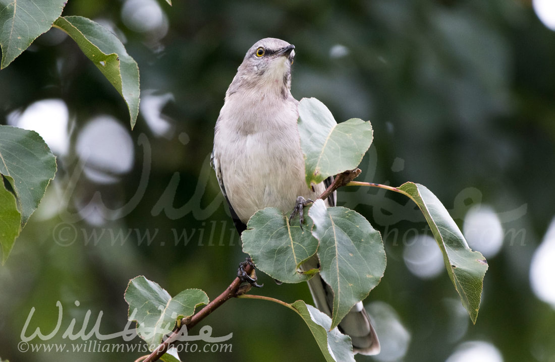 Northern Mockingbird Picture