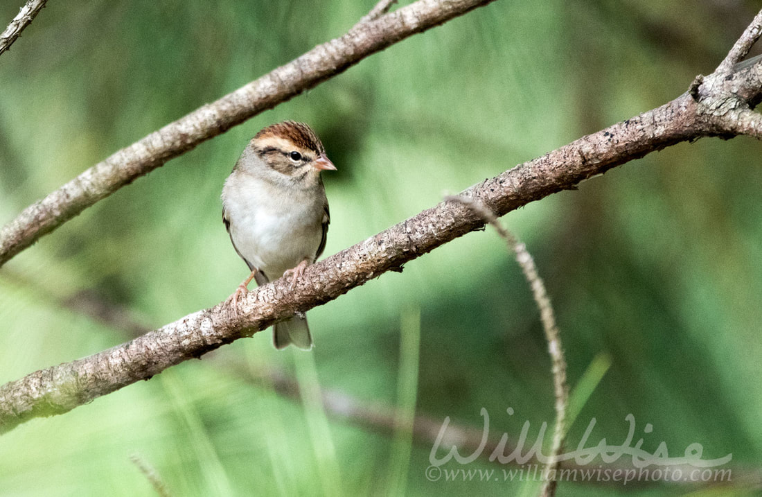 Chipping Sparrow Picture