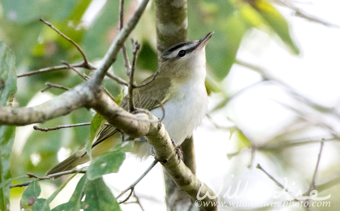 Red Eyed Vireo Picture