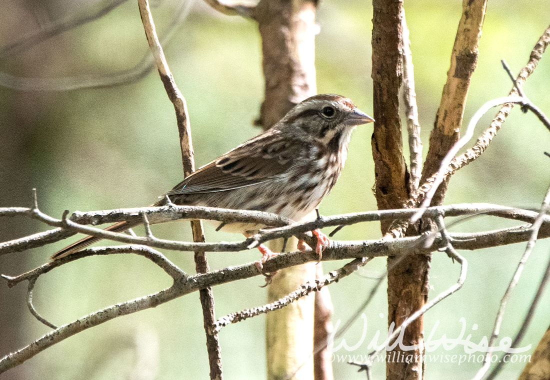 Song Sparrow Picture