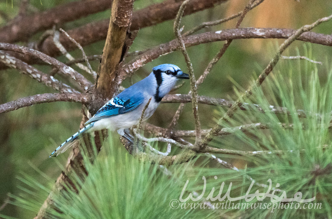 Blue Jay Picture