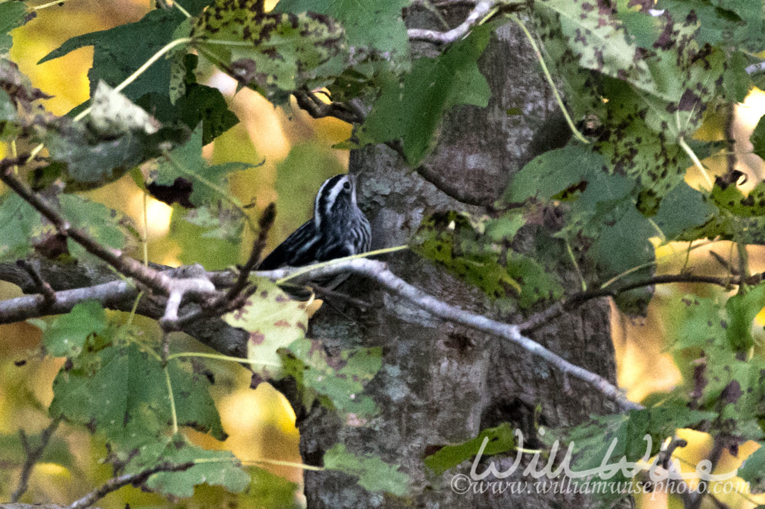 Black and White Warbler Picture