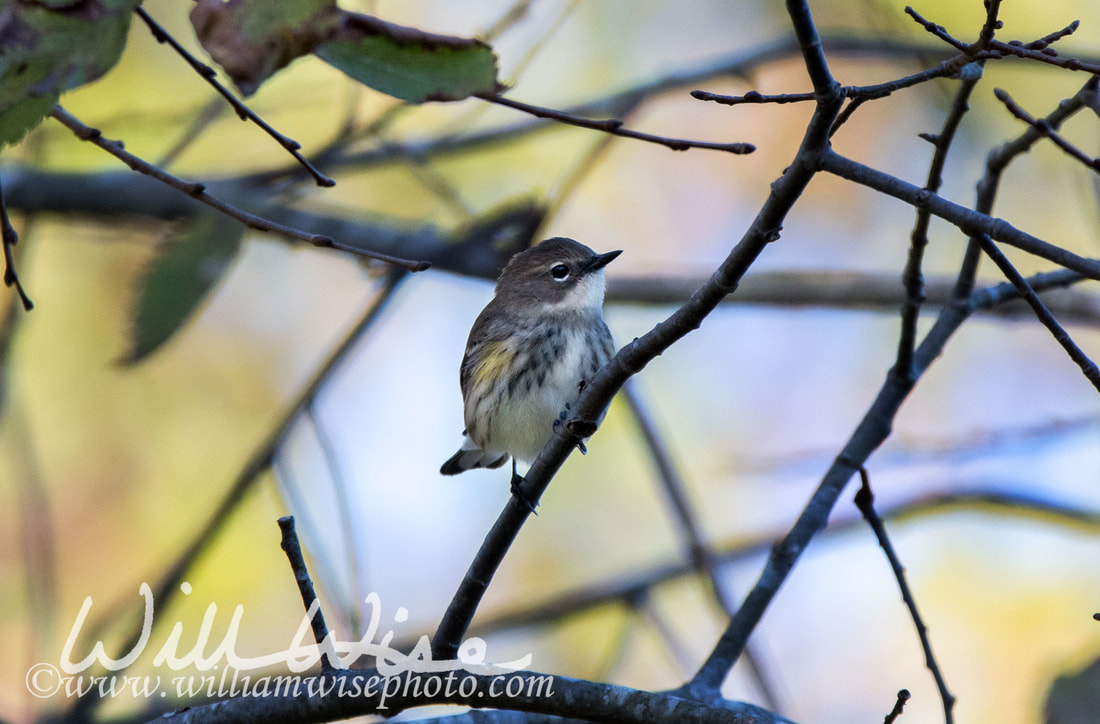 Yellow Rumped Warbler Picture
